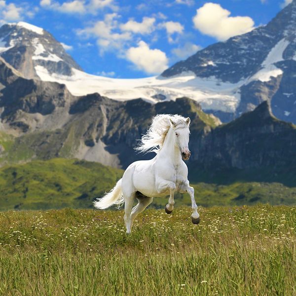 Running White Horse wallpaper for a low price | Free Shipping 